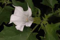Datura metel